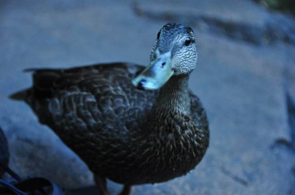O pato interesseiro que tentou ficar nosso 'amigo' durante um piquenique no Parc National de La Mauricie, província de Quebec, no Canadá